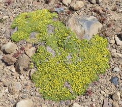 Azorella