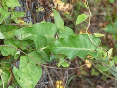 Calystegia sepium roseata