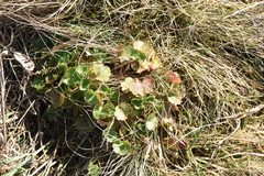 Saxifraga granulata