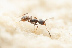 Pheidole pilifera