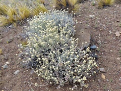 Senecio filaginoides