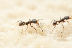 Pheidole pilifera