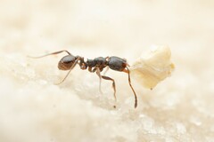 Pheidole pilifera