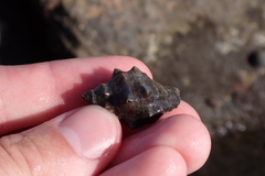 Stramonita biserialis