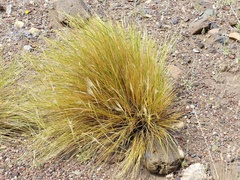 Pappostipa humilis