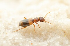 Tanarthrus brevipennis