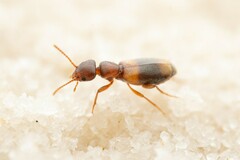 Tanarthrus brevipennis