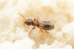 Tanarthrus brevipennis