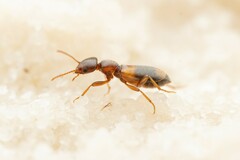 Tanarthrus brevipennis