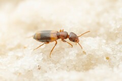 Tanarthrus brevipennis