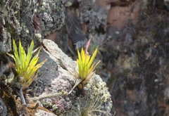 Tillandsia walteri