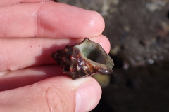 Stramonita biserialis