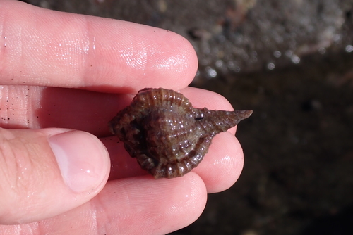 Murex recurvirostris recurvirostris, 2022-11-16