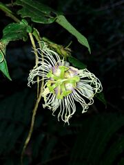 Passiflora oerstedii