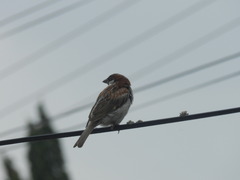 Passer domesticus