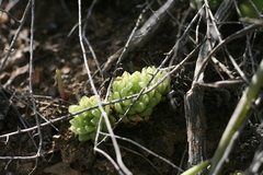 Haworthia cymbiformis incurvula