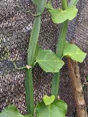 Cissus quadrangularis
