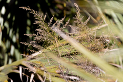 Eupatorium leptophyllum