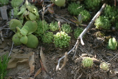 Haworthia cymbiformis incurvula