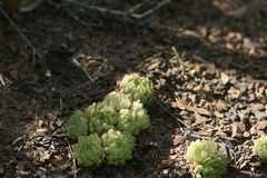 Haworthia cymbiformis incurvula