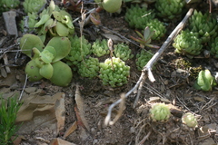 Haworthia cymbiformis incurvula