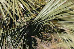 Coryphoideae