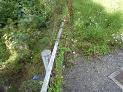 Calystegia sepium roseata