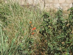 Salvia oppositiflora