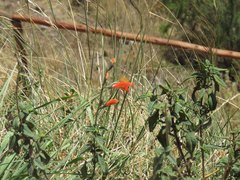 Salvia oppositiflora