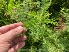 Artemisia afra