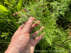 Artemisia afra