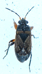 Trapezonotus