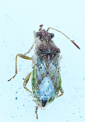Rhopalus lepidus