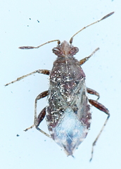 Rhopalus