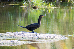 Nannopterum brasilianum