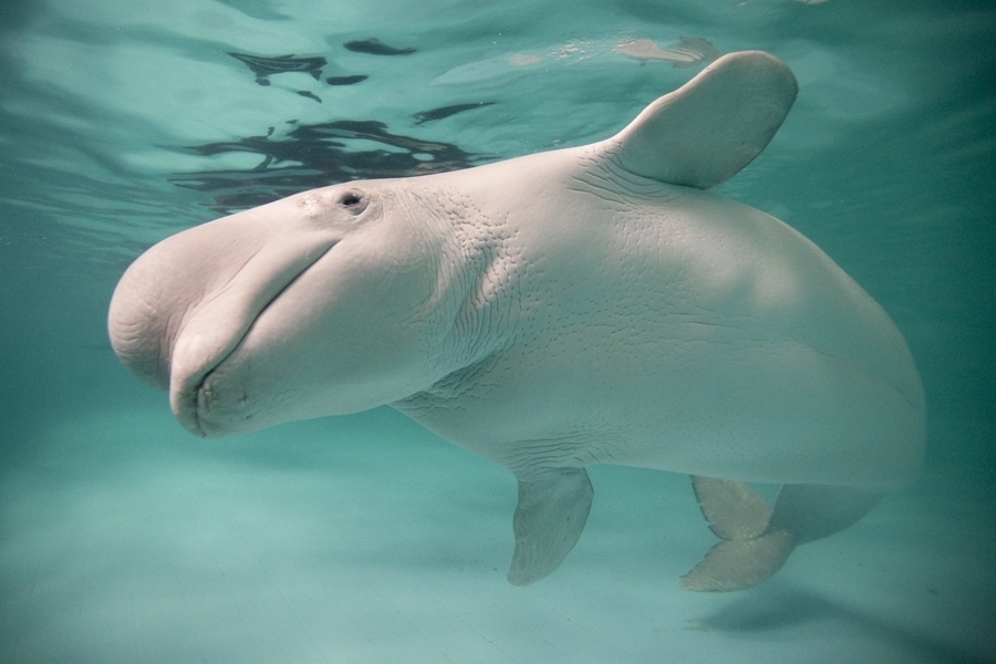Beluga (Delphinapterus leucas) · BioDiversity4All