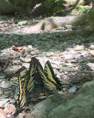Papilio appalachiensis