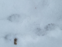 Sylvilagus floridanus