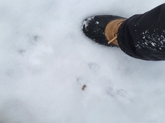 Sylvilagus floridanus