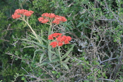 Crassula perfoliata coccinea
