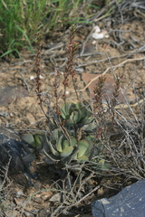 Adromischus sphenophyllus