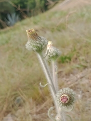 Stenachaenium macrocephalum
