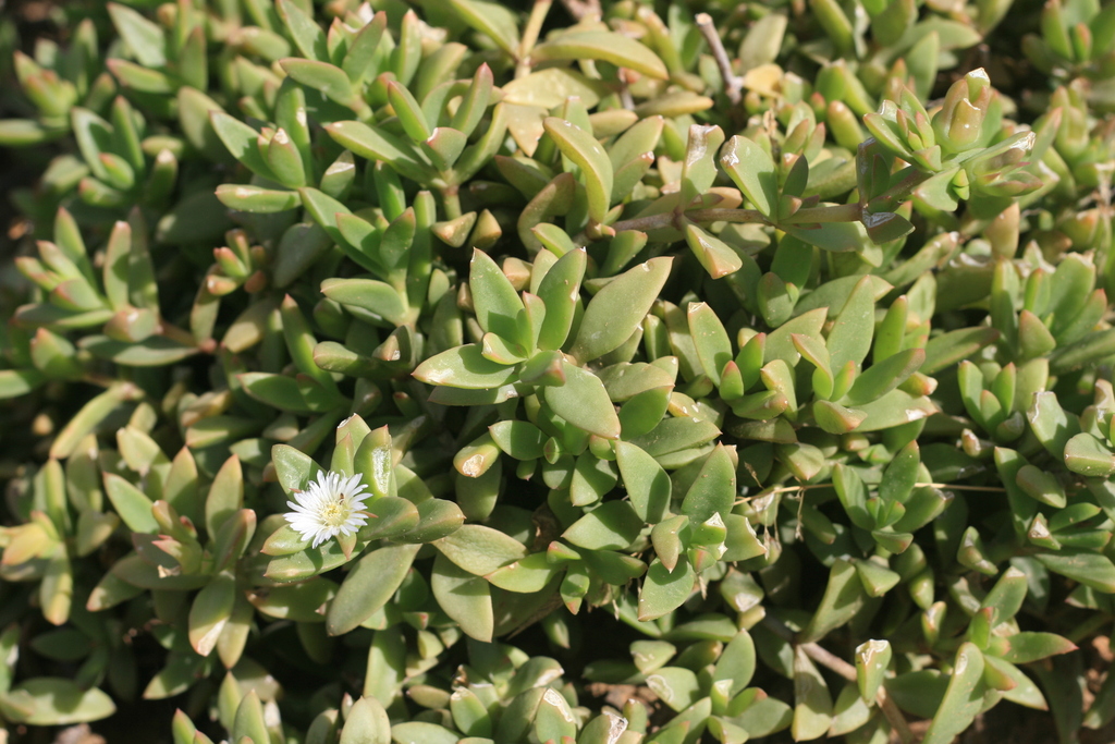 Delosperma laxipetalum