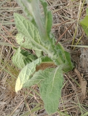 Stenachaenium macrocephalum