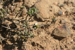 Delosperma ecklonis