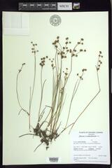 Juncus × nodosiformis