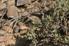 Delosperma ecklonis