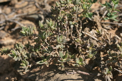 Delosperma ecklonis