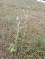 Stenachaenium macrocephalum
