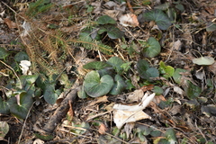 Asarum europaeum europaeum